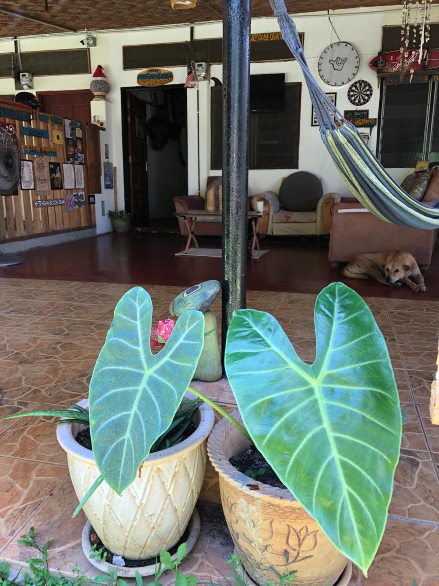Shaka Garden House Langkawi Lejlighed Pantai Cenang  Eksteriør billede